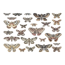 Tim Holtz / Idea-ology Halloween 2024 - Transparent Moths