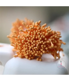 Dress My Craft Flower Stamen (støvdragere) - Pastel Thread Pollen / Pumpkin Pie